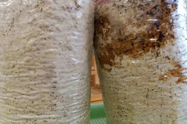 白灵菇与杏鲍菇的区别，外形和味道均不同