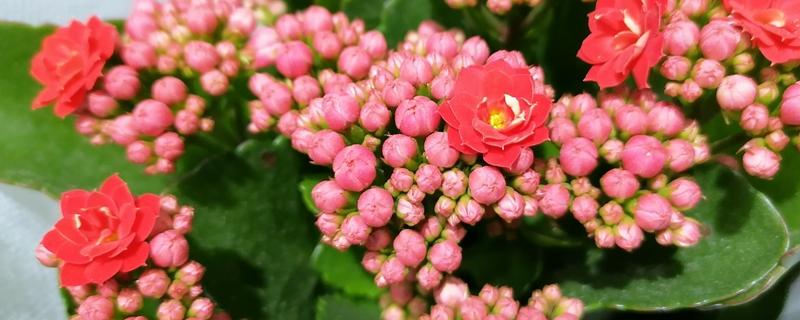 长寿花如何打顶和摘心，将顶端幼苗都修剪掉