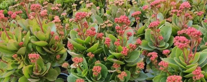 长寿花怎么种植，平时放在光线明亮处