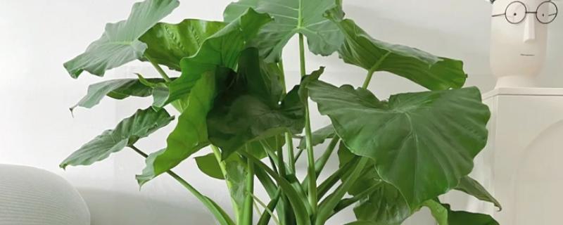 滴水观音的养殖方式，每隔1-2天浇一次水