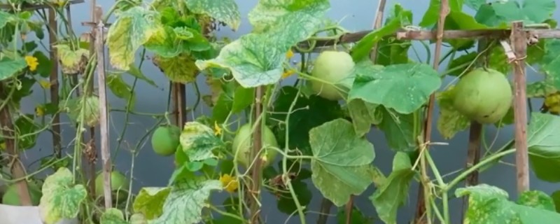 甜瓜的种植技术，春季或秋季均可种植