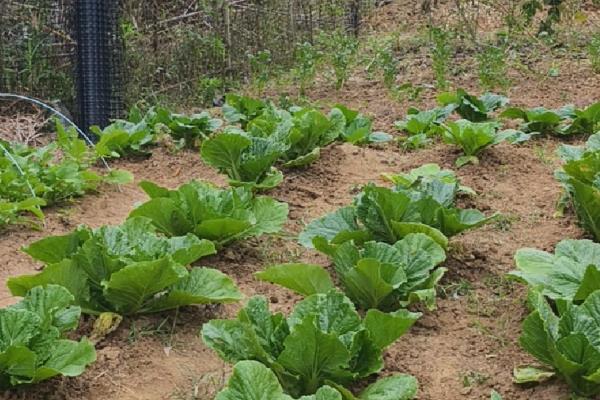白菜莲座期的管理方法,蹲苗时间为10-20天