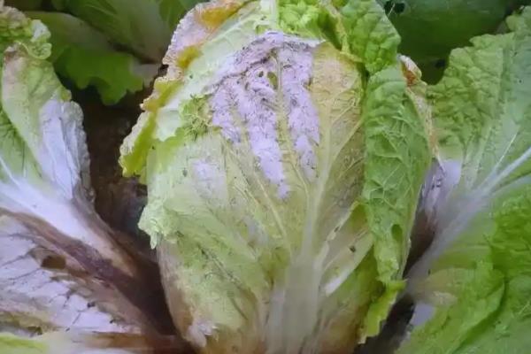白菜莲座期的管理方法,蹲苗时间为10-20天
