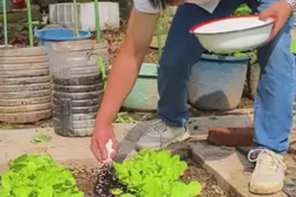 白菜莲座期的管理方法,蹲苗时间为10-20天