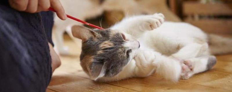 猫子宫蓄脓病因，可能是年龄或细菌等因素所致