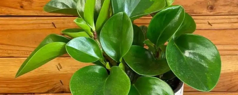 碧玉花的养殖方法，浇水需要掌握见干见湿的原则