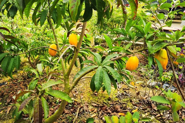鸡蛋果树的种植方法，一年四季都可进行栽种