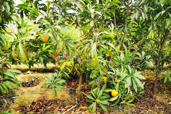 鸡蛋果树的种植方法，一年四季都可进行栽种