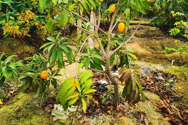 鸡蛋果树的种植方法，一年四季都可进行栽种