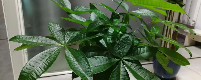 寓意好的植物有哪些，有发财树、金钱树等