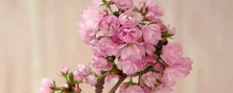 樱花树怎么养殖，每3天浇一次水即可