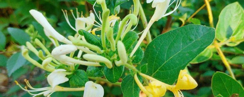 金银花有哪些种植条件，生长适宜温度在16-25度左右