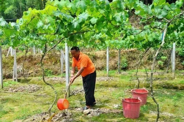 葡萄怎么管理才结果多，生长过程中需要充足的养分