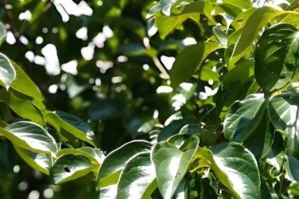 柿子树为什么不结果,肥水不当、树龄小等因素都会造成