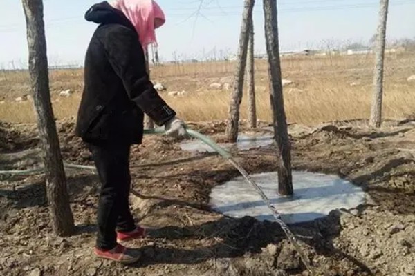 柿子树为什么不结果,肥水不当、树龄小等因素都会造成