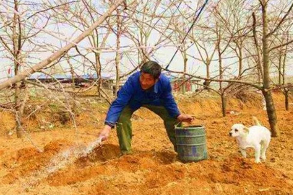 柿子树为什么不结果,肥水不当、树龄小等因素都会造成