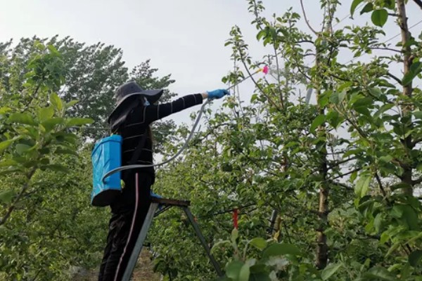 柿子树为什么不结果,肥水不当、树龄小等因素都会造成