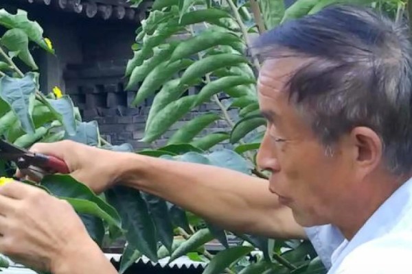 柿子树为什么不结果,肥水不当、树龄小等因素都会造成