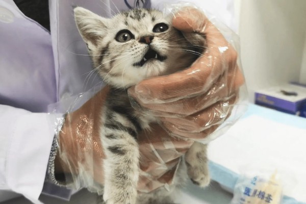 猫咪肾病怎么治疗,平时要诱导它多喝水