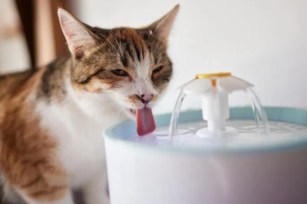 猫咪肾病怎么治疗,平时要诱导它多喝水