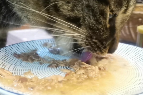 猫咪肾病怎么治疗,平时要诱导它多喝水