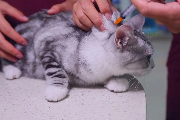 猫咪肾病怎么治疗,平时要诱导它多喝水