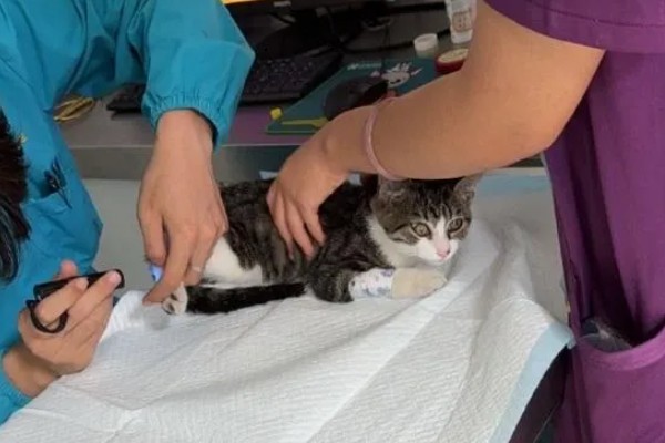 猫咪肾病怎么治疗,平时要诱导它多喝水