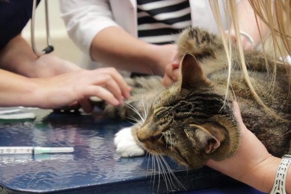 猫咪肾病怎么治疗,平时要诱导它多喝水