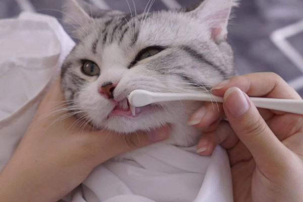 猫咪肾病怎么治疗,平时要诱导它多喝水