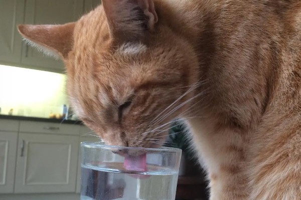猫咪肾病怎么治疗,平时要诱导它多喝水