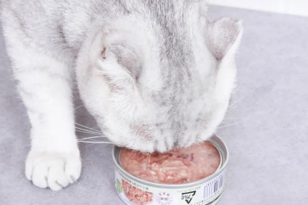 猫咪肾病怎么治疗,平时要诱导它多喝水