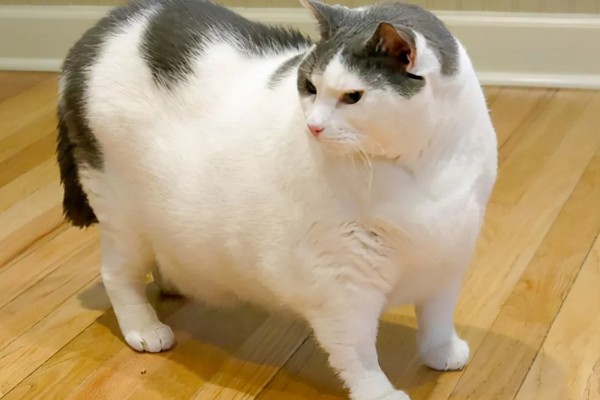 猫咪肾病怎么治疗,平时要诱导它多喝水