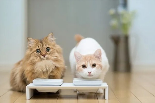 猫咪肾病怎么治疗,平时要诱导它多喝水