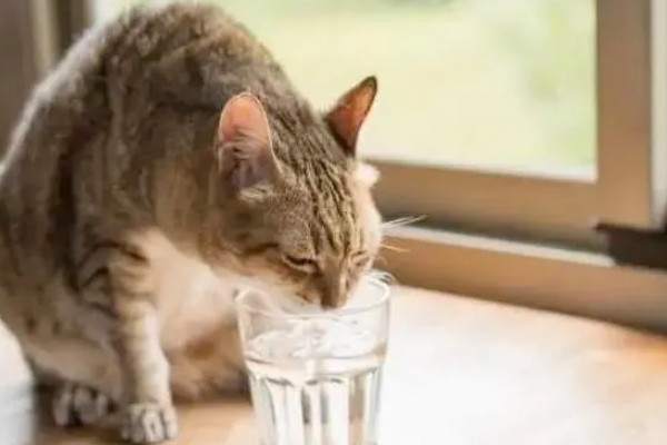 猫咪肾病怎么治疗,平时要诱导它多喝水