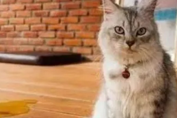 猫咪肾病怎么治疗,平时要诱导它多喝水