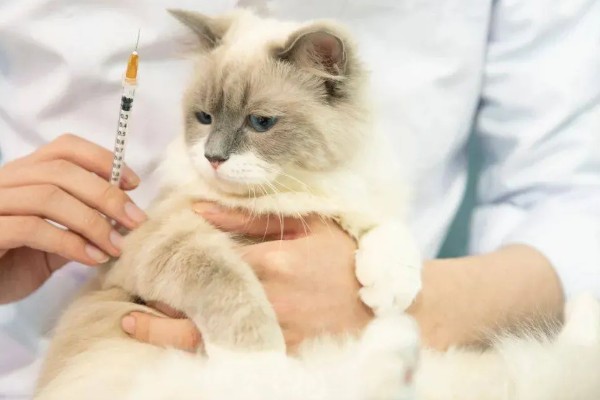 猫咪肾病怎么治疗,平时要诱导它多喝水