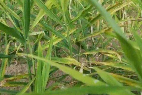 生姜炭疽病的为害症状，初为水渍状褐色小斑