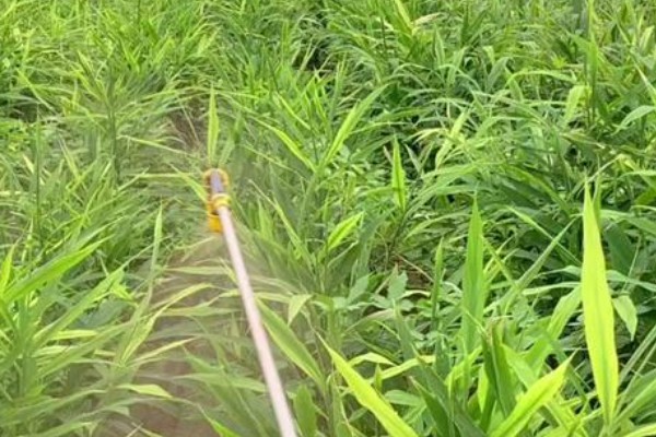 生姜炭疽病的为害症状，初为水渍状褐色小斑