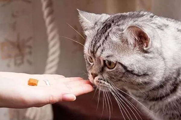 给猫咪驱虫要注意什么,第一次服用驱虫药要满八周龄