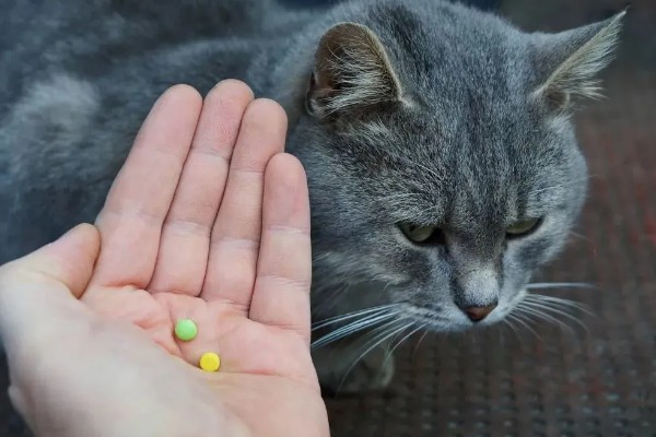 给猫咪驱虫要注意什么,第一次服用驱虫药要满八周龄
