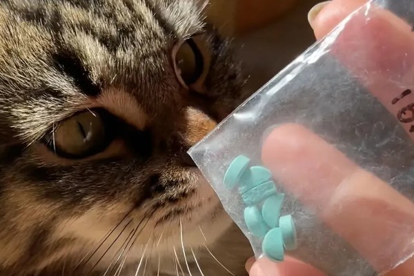 给猫咪驱虫要注意什么,第一次服用驱虫药要满八周龄