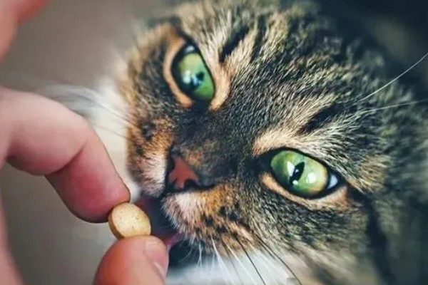 给猫咪驱虫要注意什么,第一次服用驱虫药要满八周龄