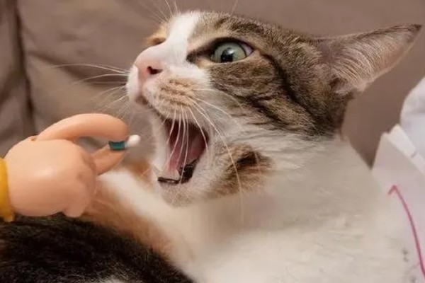 给猫咪驱虫要注意什么,第一次服用驱虫药要满八周龄