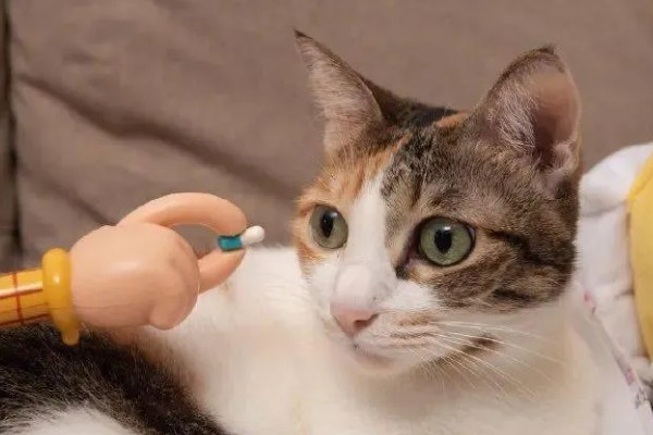 给猫咪驱虫要注意什么,第一次服用驱虫药要满八周龄