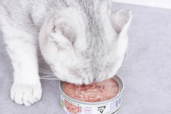 给猫咪驱虫要注意什么,第一次服用驱虫药要满八周龄