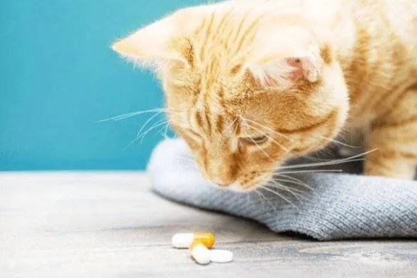 给猫咪驱虫要注意什么,第一次服用驱虫药要满八周龄