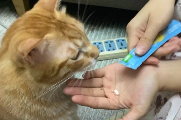 给猫咪驱虫要注意什么,第一次服用驱虫药要满八周龄