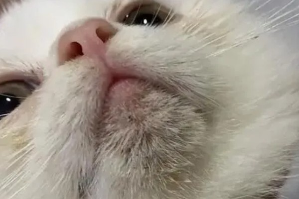 猫咪为什么黑下巴，食物油性大、食具不洁都是常见原因
