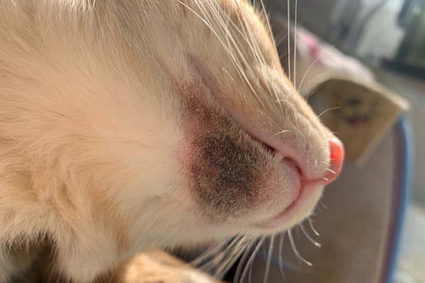猫咪为什么黑下巴，食物油性大、食具不洁都是常见原因