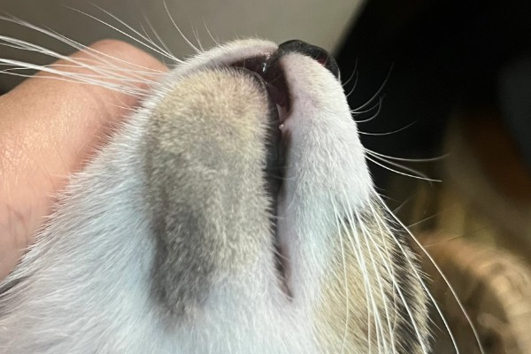猫咪为什么黑下巴，食物油性大、食具不洁都是常见原因